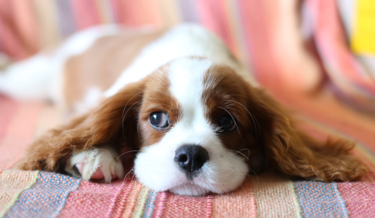 2 små men virkelig praktiske nyheder i IOS 17: Verifikationskoder sendt til din mail kan autoslette og navngiv dit kæledyr i fotos&nbsp;🐶